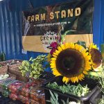 Farm stand with sunflower and sign that reads "Farm Stand Growing Solutions Farm".